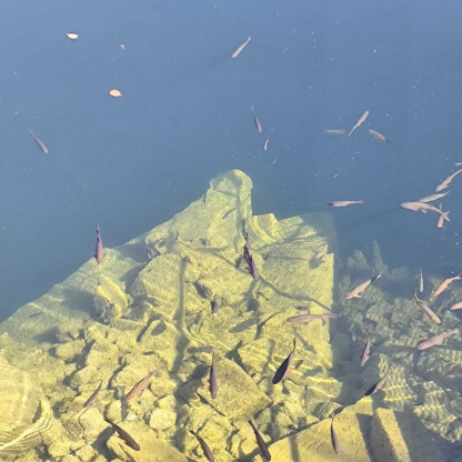 Sortie la Graule du 5 juillet 2026